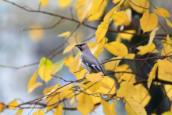 Uccellino su un albero — Foto Stock