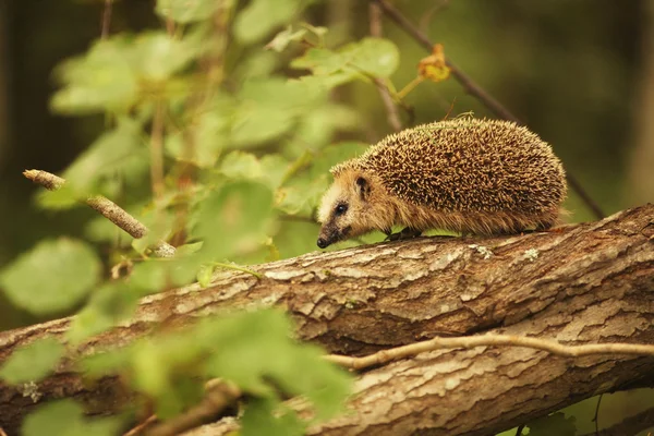 Hedgehog na floresta — Fotografia de Stock