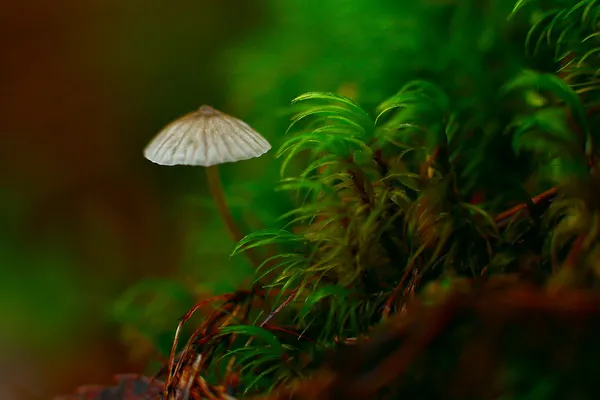 Champignons sauvages sur le sol . — Photo