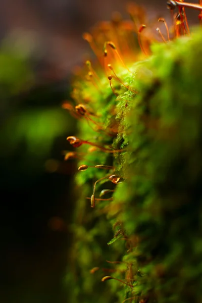 Moss natural background — Stock Photo, Image