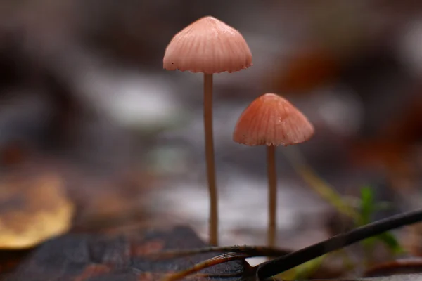 Wild mushrooms on the ground. — Stock Photo, Image