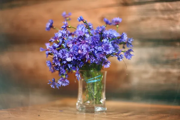 Cornflower blue flowers macro — Stock Photo, Image