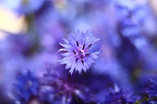 Chaber niebieskie kwiaty makro — Zdjęcie stockowe