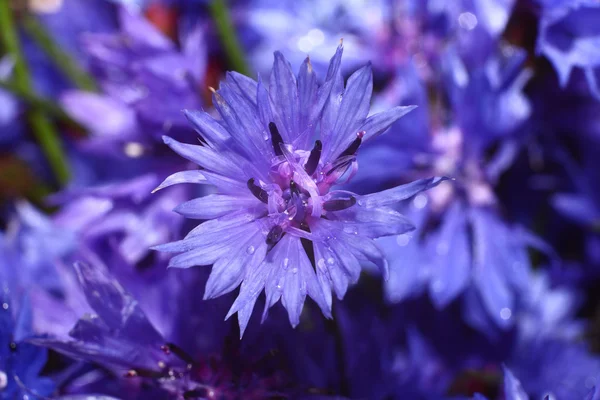 Καλαμποκάλευρο μπλε λουλούδια μακροεντολή — Φωτογραφία Αρχείου