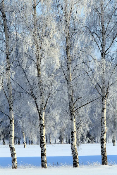 Visa vackra vinter helbjörk — Stockfoto