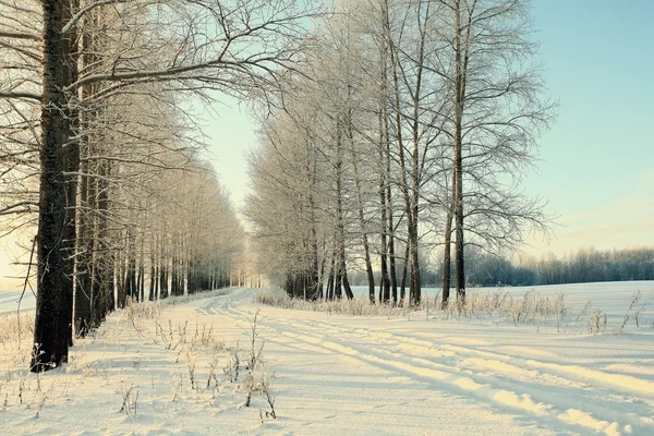 Kış orman, yol rotaları — Stok fotoğraf