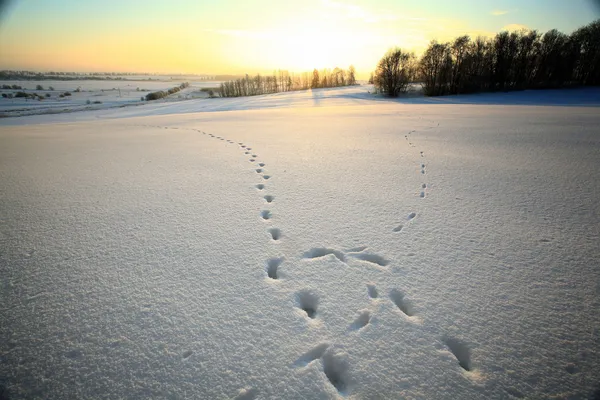 雪地上的动物脚印 — 图库照片