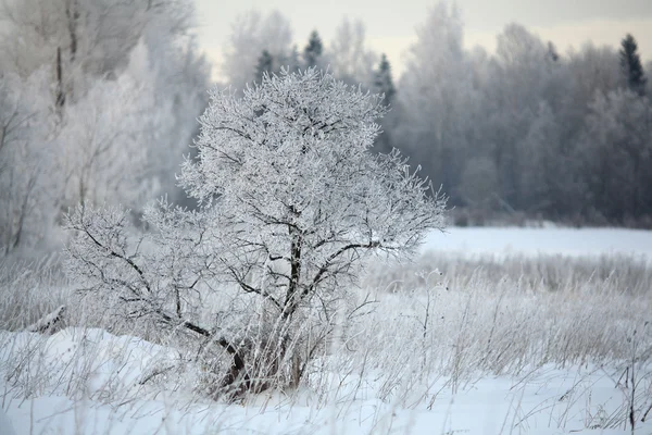 Forêt enneigée d'hiver, branches couvertes de neige — Photo