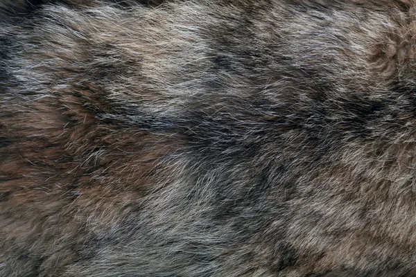 Wolf fur texture — Stock Photo, Image