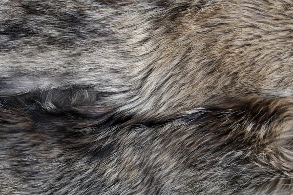 Wolfspelz Textur der grauen Wolfshaut — Stockfoto