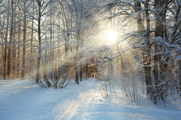 森の中の雪景色 — ストック写真