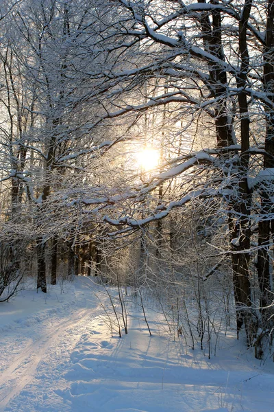 Paisaje nevado en el bosque — Foto de Stock