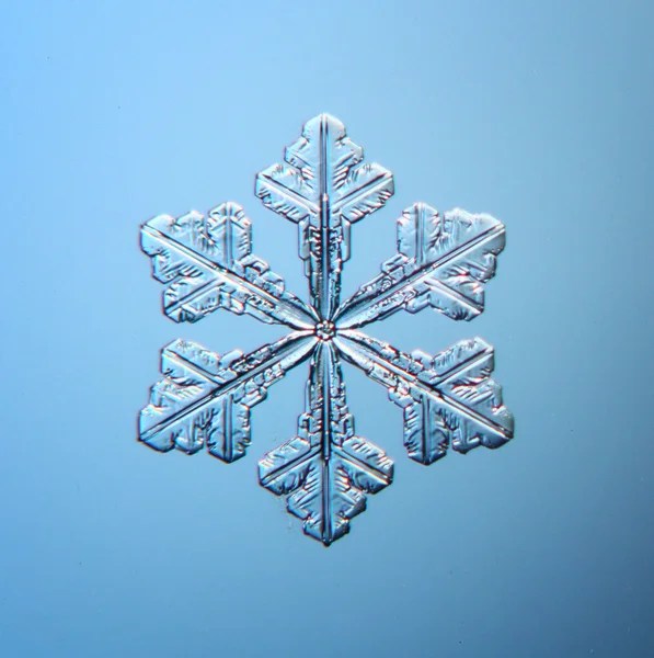 Real snowflakes water crystals — Stock Photo, Image