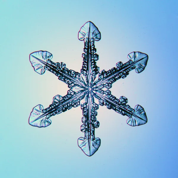 Real snowflakes water crystals — Stock Photo, Image