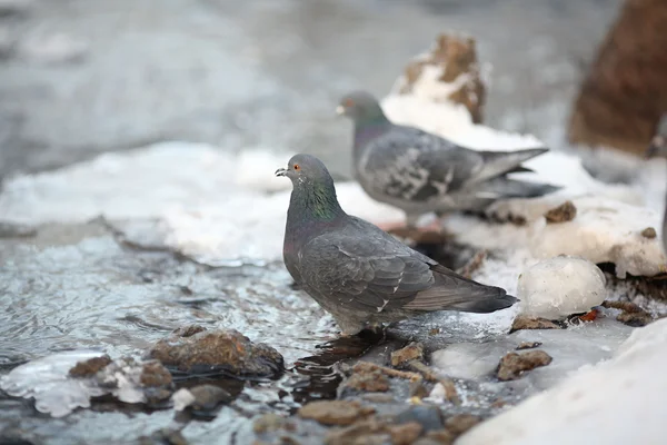 氷の上の水の銀行に鳥鳩 — ストック写真