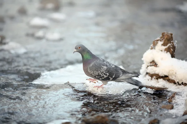 鸟鸽在冰上水的银行 — 图库照片