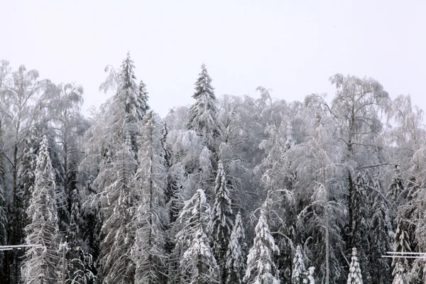 Paisagem nevada na floresta — Fotografia de Stock