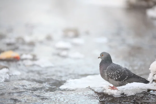 氷の上の水の銀行に鳥鳩 — ストック写真