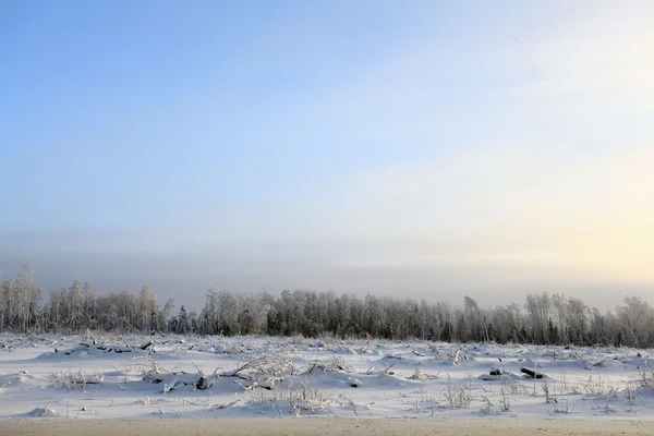 Paysage enneigé dans la forêt — Photo