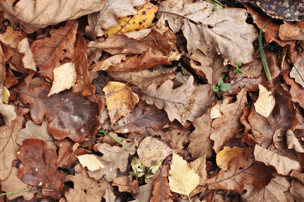 Oude herfstbladeren gele gevallen achtergrond — Stockfoto