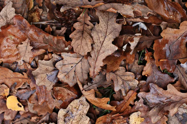 Oude herfstbladeren gele gevallen achtergrond — Stockfoto