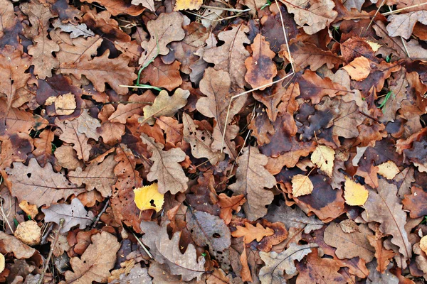 Старий жовтий осіннє листя фон — стокове фото