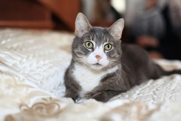 Grijze kat op het bed — Stockfoto