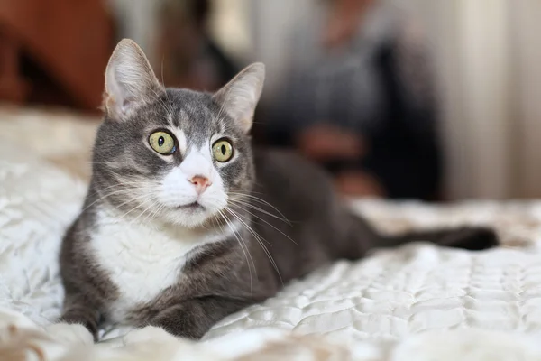 Gato gris en la cama —  Fotos de Stock