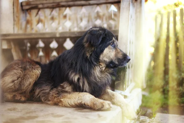 Bir bekçi köpeği portresi — Stok fotoğraf