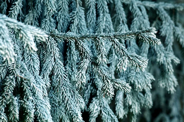 Fir branches covered with hoarfrost — Stock Photo, Image