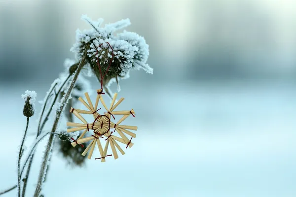 Sneeuwvlok op een stengel van gras — Stockfoto