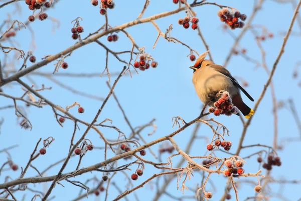 Waxwing piros bogyókat eszik — Stock Fotó