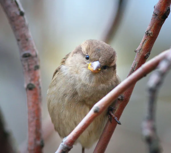 Красивая маленькая птичка на ветке — стоковое фото