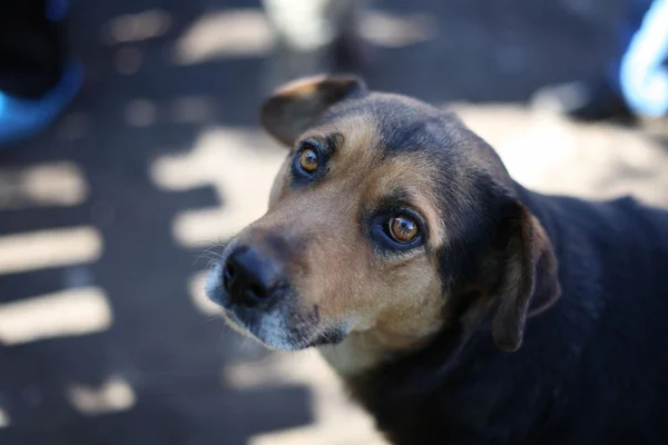 Bir köpeğin portresi. — Stok fotoğraf