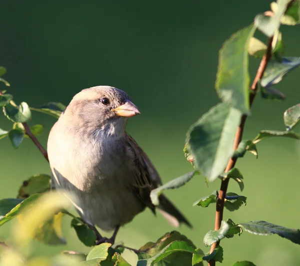 Sparrow on a green branch — Stock Photo, Image