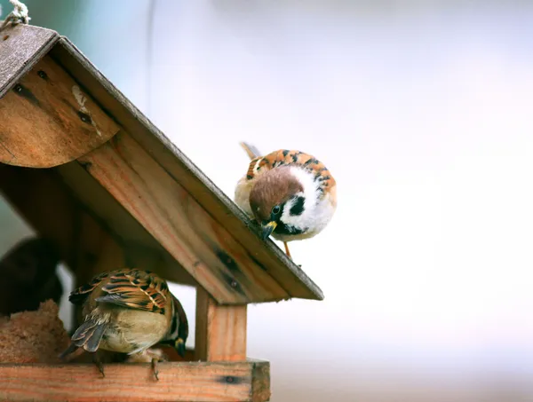 Alimentatori di uccelli. Casa sull'albero per gli uccelli, appartamento allegro — Foto Stock