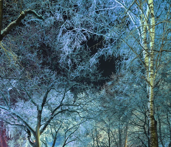 Sky through the branches in a night winter forest — Stock Photo, Image