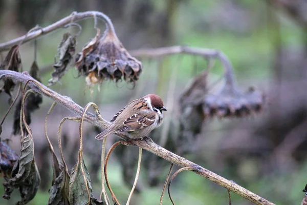 Sparrow on a dry branch — Stock Photo, Image