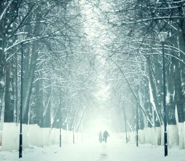 冬公園の雪に覆われた路地 — ストック写真