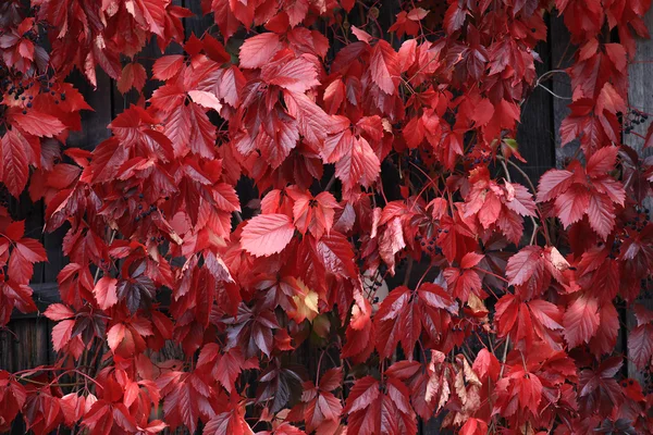 Sonbahar arka plan parlak kırmızı yaprakları — Stok fotoğraf