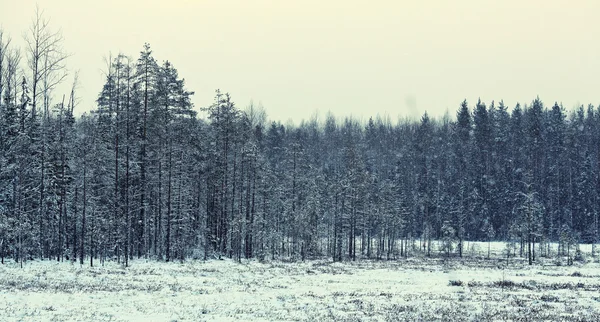 Zimowy las śnieżny — Zdjęcie stockowe