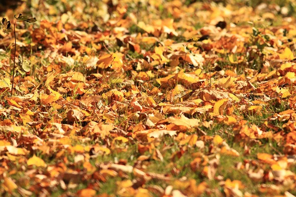 Bakgrund, gula höstlöv, fallande löv — Stockfoto