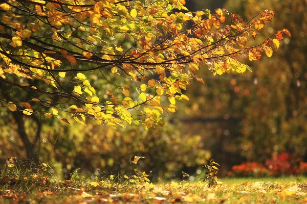 Fond automnal, feuilles jaunes, soleil, branches, feuilles tombantes — Photo