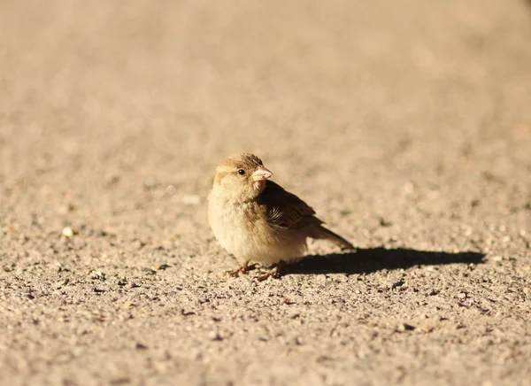 Sparrow sitting on the ground — Stock Photo, Image