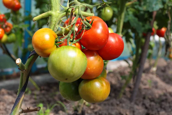 Стиглі червоні і нестиглі зелені помідори — стокове фото