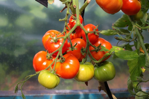 Reife rote und unreife grüne Tomaten — Stockfoto