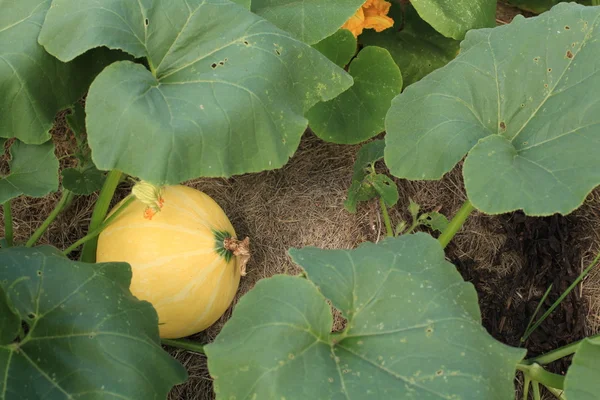 Pompoen in de tuin — Stockfoto