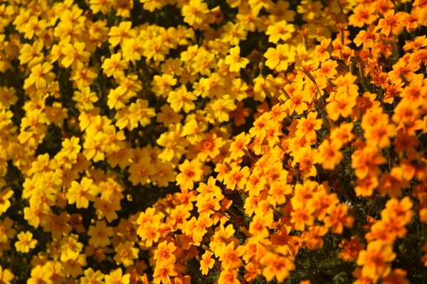 Flores amarelas — Fotografia de Stock