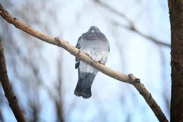 Bevroren duiven op een tak in de winter — Stockfoto