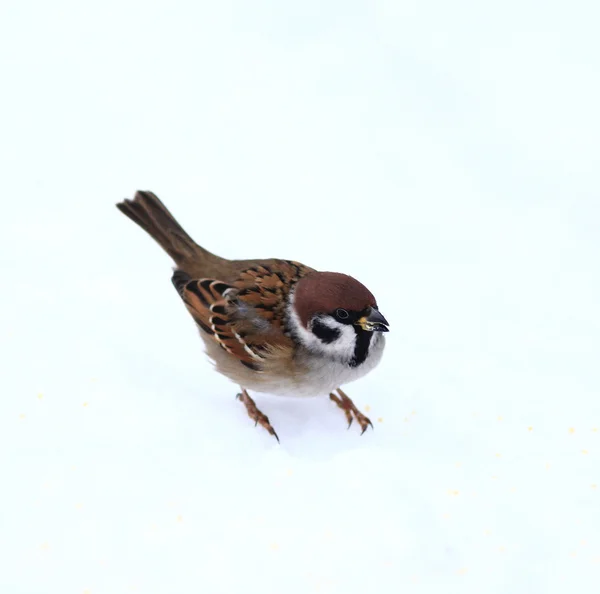 Sparrow — Stock Photo, Image